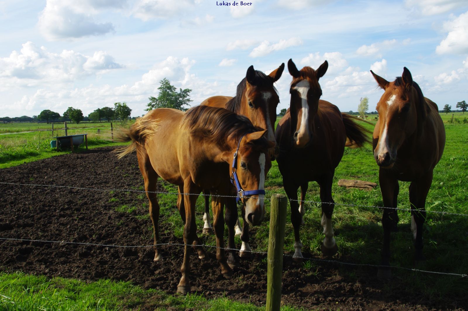 beesten_02.jpg - Paarden aan het Westeinde