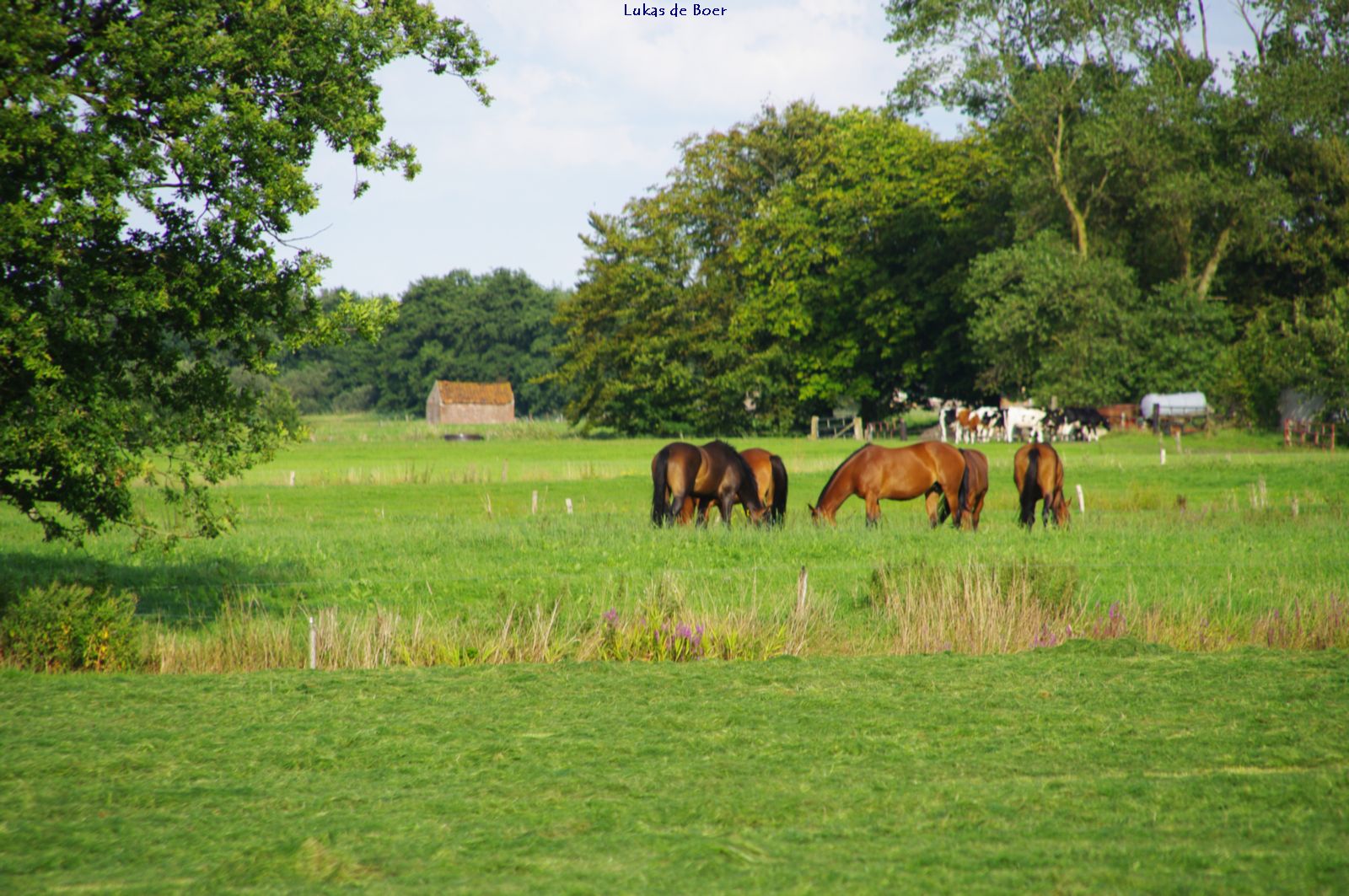 beesten_04.jpg - Paarden achter De Ring langs