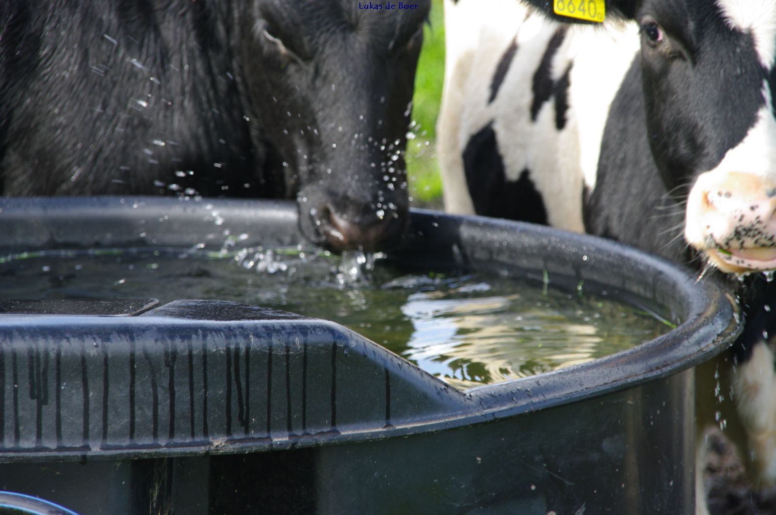 beesten_09.jpg - Water drinken uit de ton