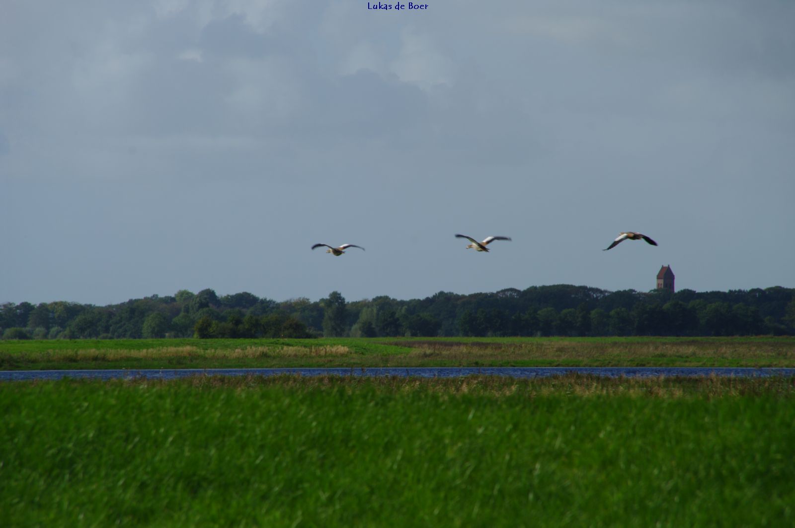 beesten_18.jpg - Ganzen boven de Bolmert