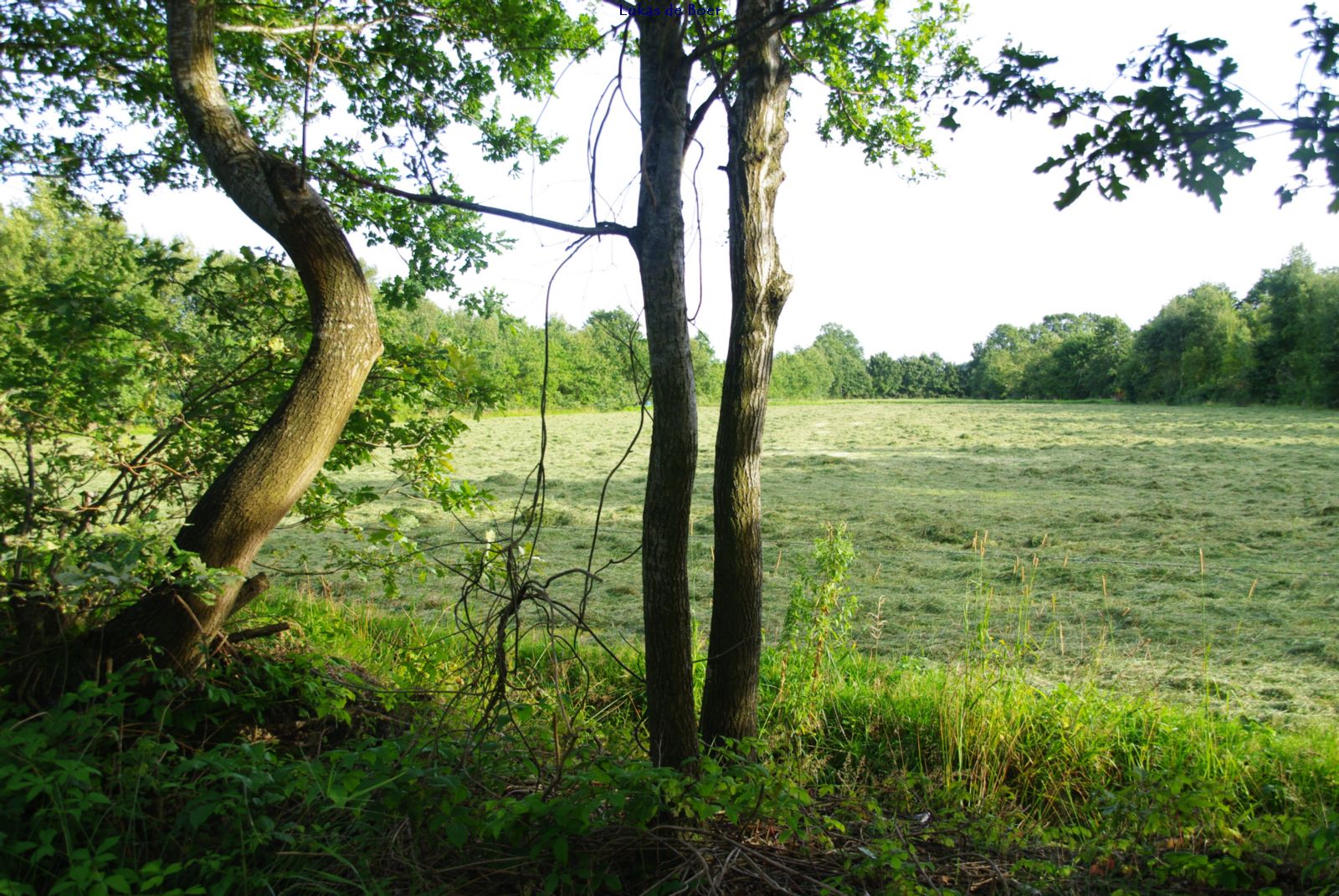 karakter_09.jpg - Scheve boom langs de weg